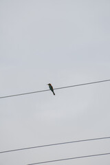 Bird sitting on electric wire against pale cloudy sky