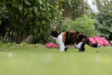 Fototapeta premium Scottish fold Cat Walking Gracefully on Green Grass in a Peaceful Garden