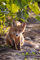 A close-up of a young, cute fox sitting on the ground beneath a sunflower plant during a sunny summer sunset.	