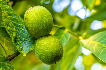 Nuts Fruit on the walnut tree in Brest Belarus.