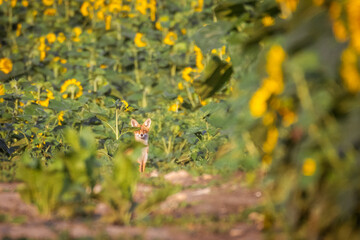 A young red fox sits behind a sunflower plant, partially hidden, gazing curiously toward the camera lens on a sunny summer evening.	