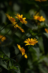 Yellow flowers blooming in morning sunlight