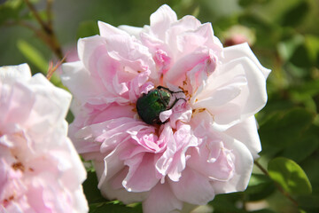 Golden rose chafer in the center of a pink rose flower, sunny day, horizontal image