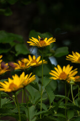 Bright yellow daisies blooming in summer garden vertical