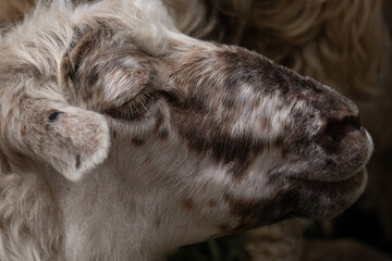 close up of a sheep