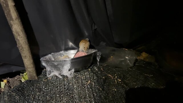 Mice run into the tent of the Ukrainian military and sometimes we treat them to sausage. although in general they are very difficult to live in the field