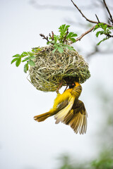 A southern masked weaver (Ploceus velatus) weaving a nest in a tree