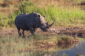 Obraz premium A white rhinoceros (Ceratotherium simum) drinking water from a dam