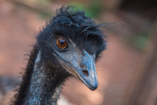 A portrait of an Emu's (Dromaius novaehollandiae) face up close