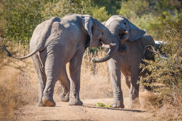 Two young male african elephants (Loxodonta africana) wrestling with each other 