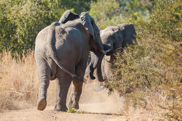 Two young male african elephants (Loxodonta africana) wrestling with each other 