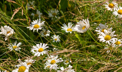 Beautiful wildflowers - daisies and wheatgrass in a haze against the background of spring nature close-up. A delightful aerial artistic image of the beauty of summer nature.