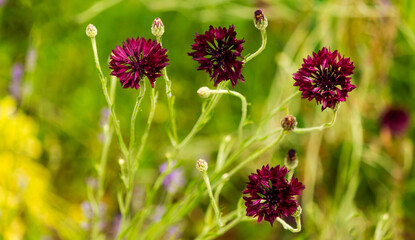 Close-up of a maroon cornflower flower in full bloom on a pale green background. Maroon...