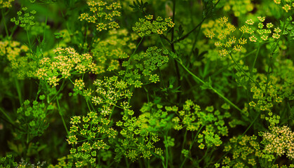 A closeup of a herbal dill plant on a blurry dark background
