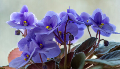 Violet violets bloom on the windowsill