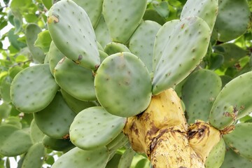 Green Prickly Pear Cactus Pads with Yellow Stem