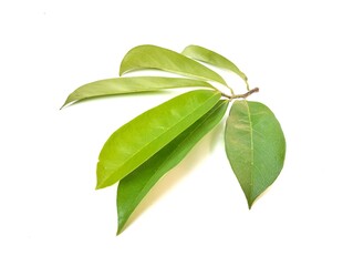 fresh soursop leaves isolated on white background	