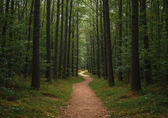 Obraz premium Winding dirt path leads through a dense green forest.