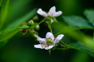 Blooming blackberry plant in the garden. Selective focus.