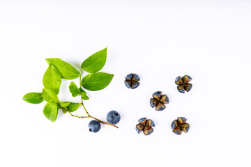 Fresh ripe blueberries on clear white background. Healthy desserts. Shot from above.