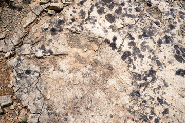 Trace, Dinosaure, alligaurus, Megalossaurus, Mongisty, Montjaux, 12, Aveyron, France