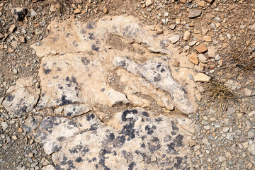 Trace, Dinosaure, alligaurus, Megalossaurus, Mongisty, Montjaux, 12, Aveyron, France