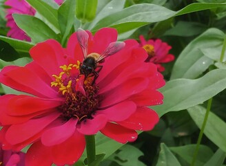 bee on a flower