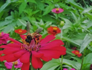 bee on flower in field 