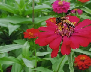 bee on a red flower in field 