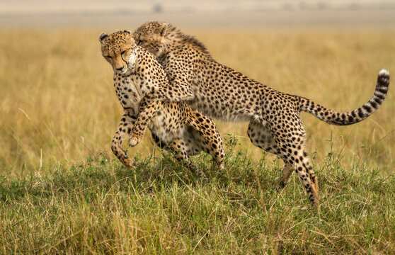 Playful young male cheetah trying to wrestle its mother to the ground in a game reserve, Maasai Mara, Kenya