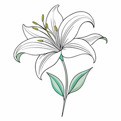 vector illustration of a lily