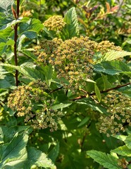 green leaves of a tree