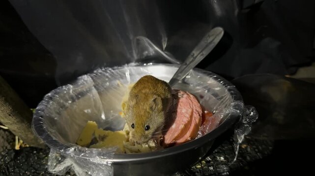 Mice run into the tent of the Ukrainian military and sometimes we treat them to sausage. although in general they are very difficult to live in the field