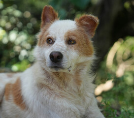 Adorable White and Brown Dog Portrait with Thoughtful Expression