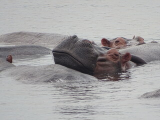 Schlafendes Hippo im Nil