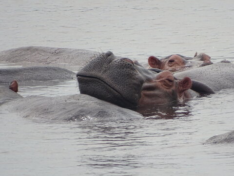 Schlafendes Hippo im Nil