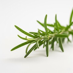 Fototapeta premium rosemary on white background