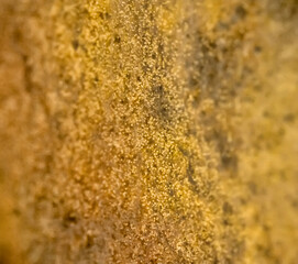 Penicillin and aspergillum mold on bread. Colonies of species of mold fungi, young (white), yellow Aspergillus flavus, green - Penicillum. Aspergillus niger ripe black round sporangia. Ultramacro