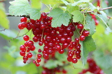 red currants on a branch