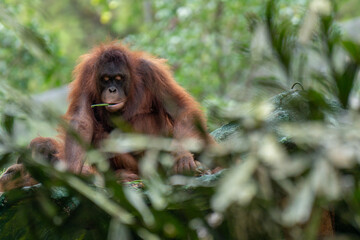 Majestic Orangutan Resting in Natural Tropical Forest Habitat