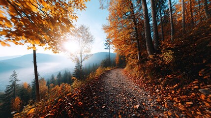 Sunlight shines through golden autumn trees along a mountain forest path covered with fallen leaves. Scenic landscape . Fall , travel, nature background