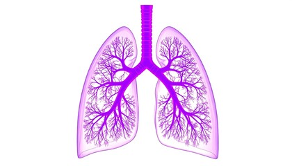 Lungs anatomy graphic (1)
