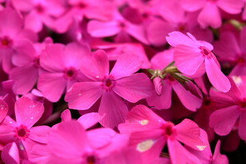 雨露に濡れる芝桜の花