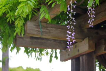 枝垂れる藤の花