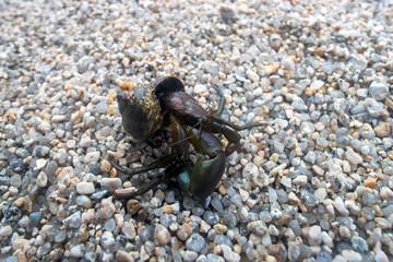 Hermit or diogenes crab in a gastropod shell. Sea of Japan. Siberian coast. Russian Far East