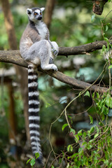 lemur on tree