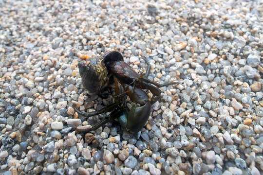 Hermit or diogenes crab in a gastropod shell. Sea of Japan. Siberian coast. Russian Far East