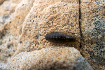 Slater Ligia cinerascens. Crustaceans Arthropod wood lice (Oniscidae) live in abundance on the coastal rocks and supralittoral zone. Sea of Japan. Siberian coast. Russian Far East