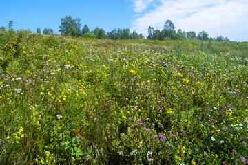 Secondary meadows on the coast of Sovetskaya Gavan (Bay of the Sea of Japan), abandoned clover...