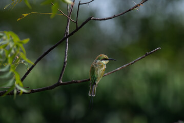 A solitary Green bee eater bird perched on a dry tree branch against a lush green background.